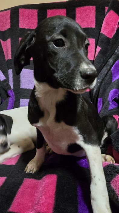 Căței Pointer englez