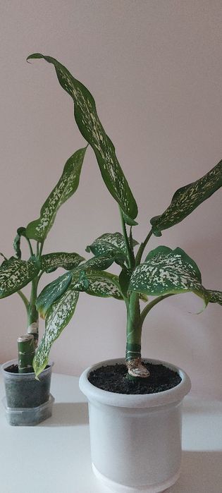 Диффенбахия пятнистая