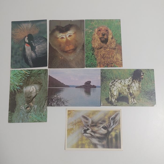 Открытки СССР Караганда птицы  животные