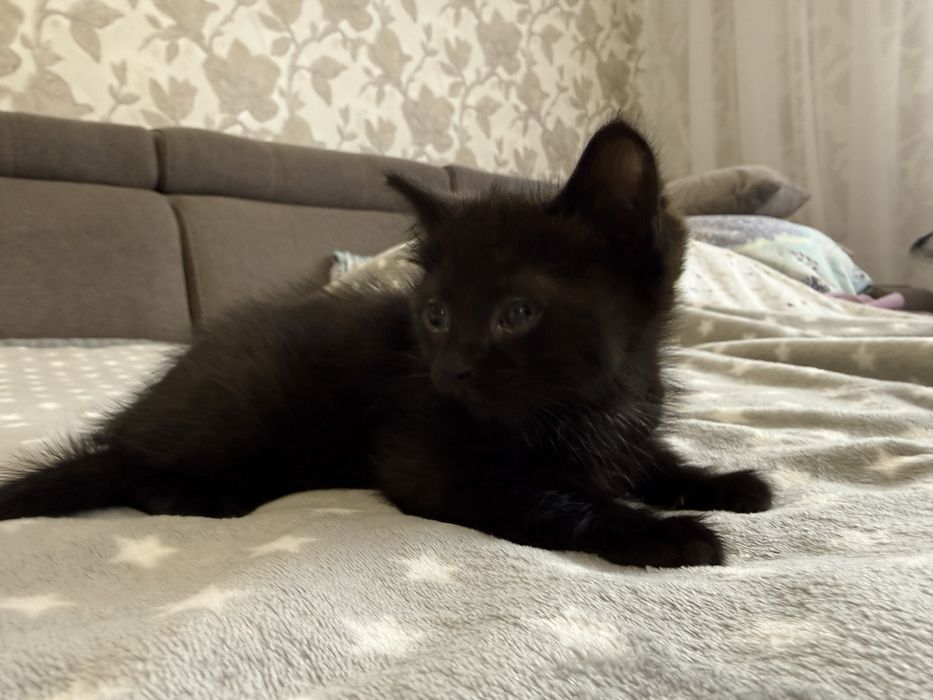 Отдам котенка.