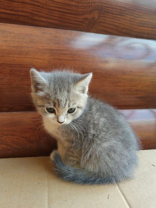 Милые котята  в добрые руки