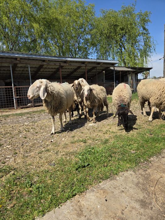 Vând Berbeci sarbesti și Bergamo