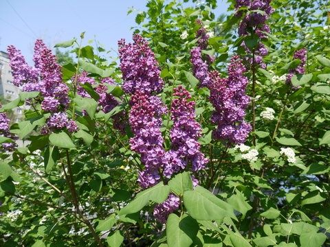 Саженцы сирени фиолетовой