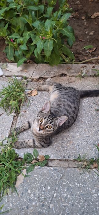 Котик в добрые руки