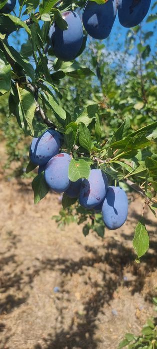 Prune  de vanzare