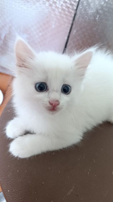 Отдам котят ( кошечек) в добрые руки