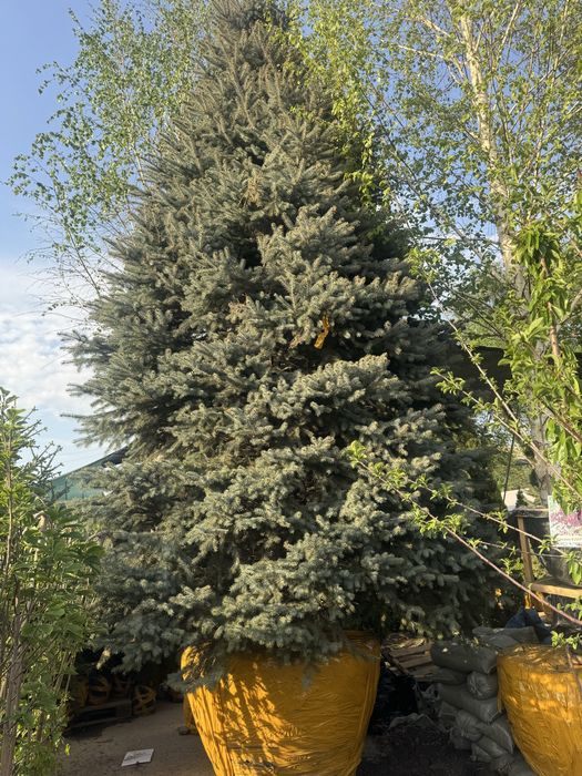 Голубые Ели, Туи Смарагд