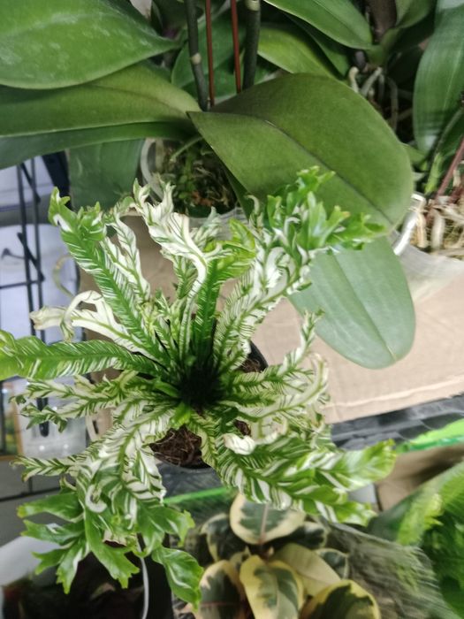 Комнатные растения