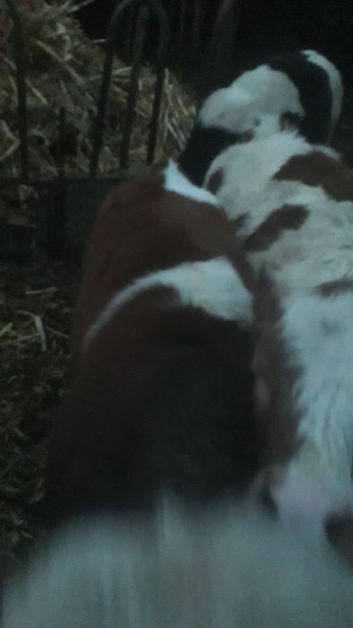 Vand vitel baltata românească