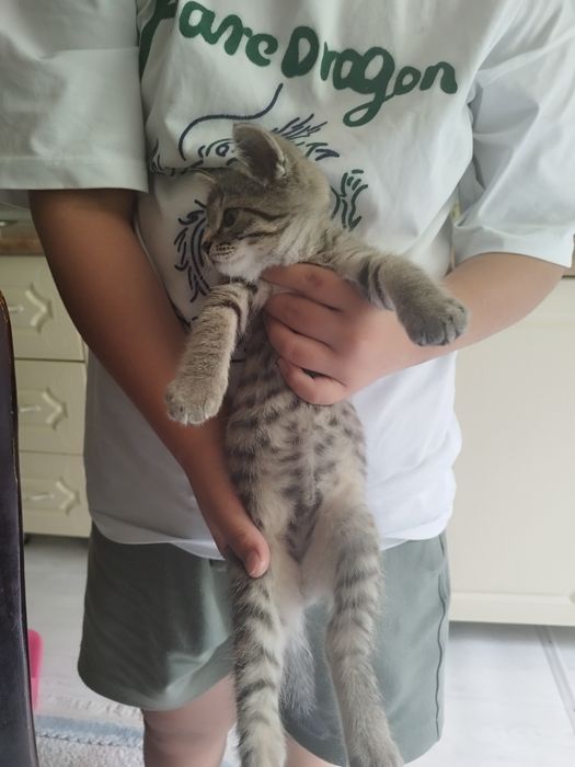 Кошка дарам аааааап