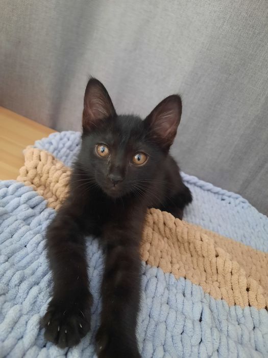 Отдам чёрную кошечку в добрые руки