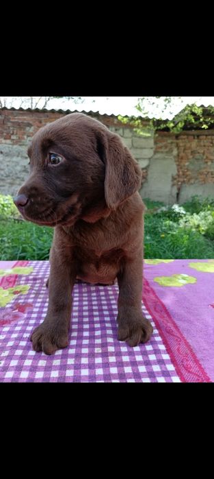 Labrador ciocolatiu  femela