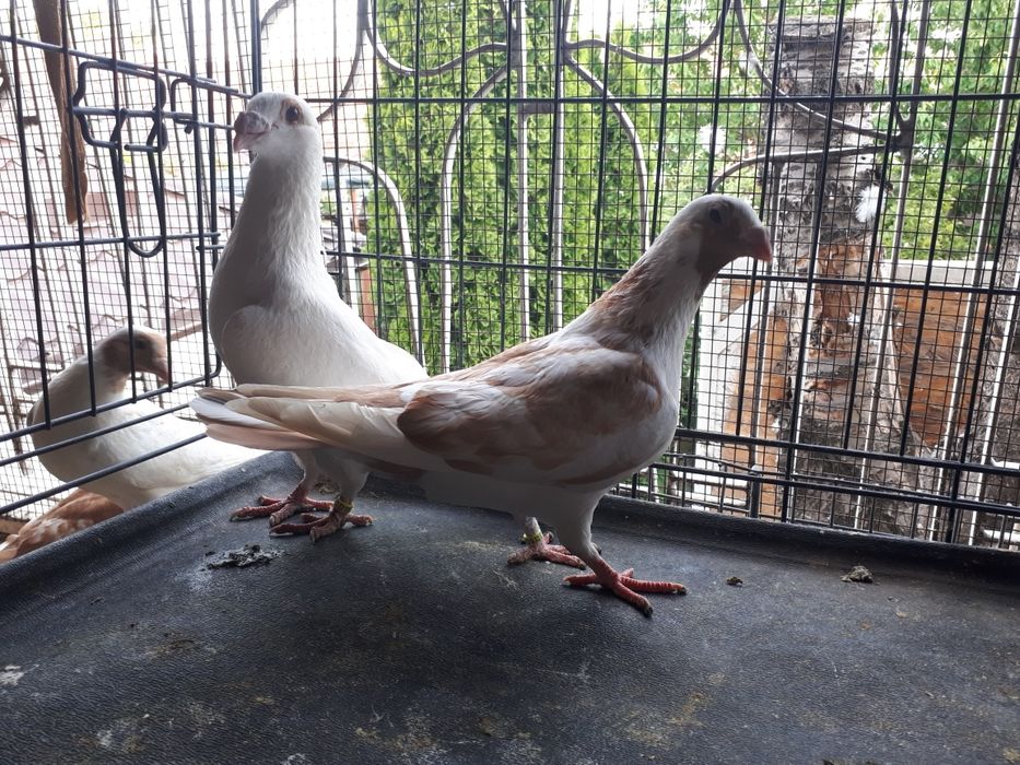 De vânzare porumbei voiajori stil vechi