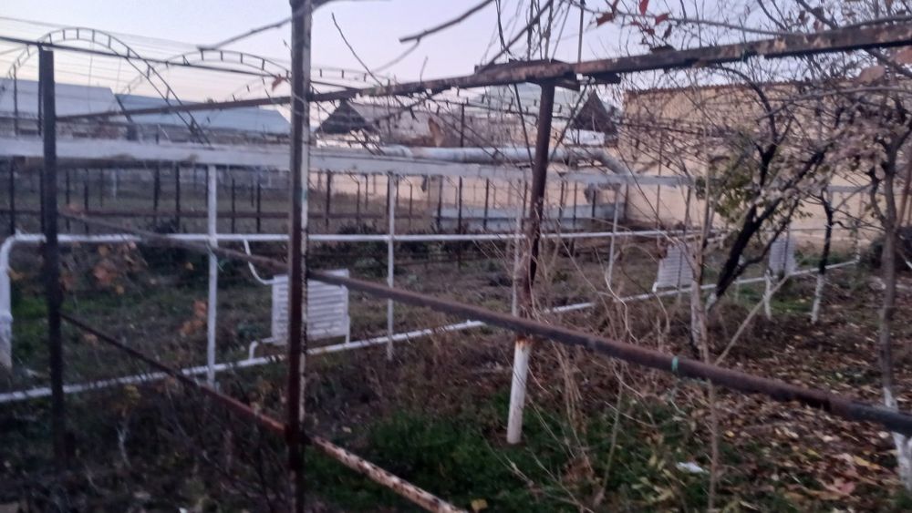 Issixona polizekinlari (sabzavotlar uchun) biznesmenlar uchun