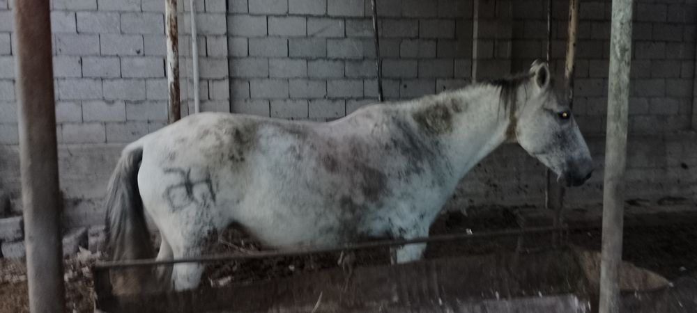 Семыз биелер Багасы 650-550