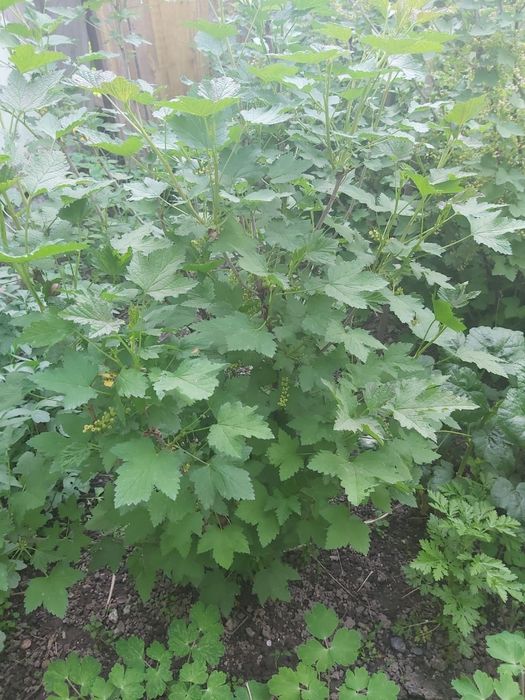 Саженцы красной смородины