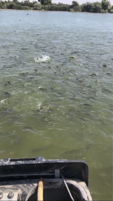 Продается рибыхоз готовый бизнес