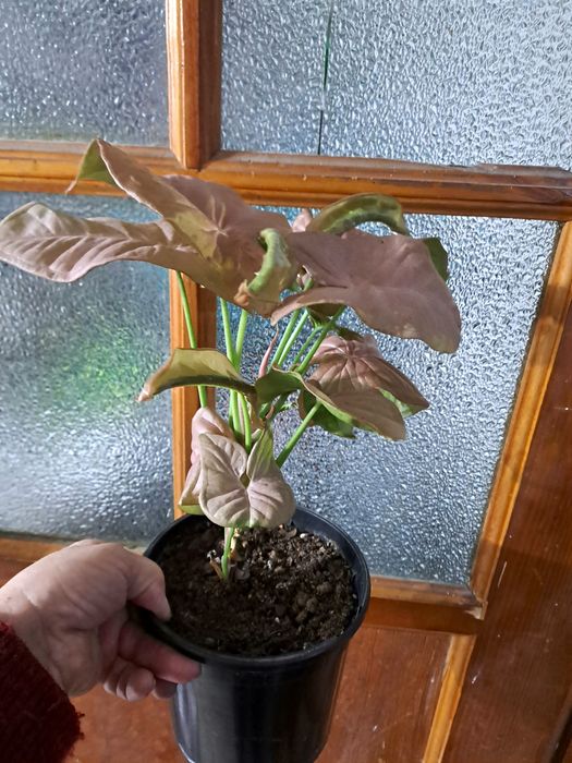 Продам комнатные цветы