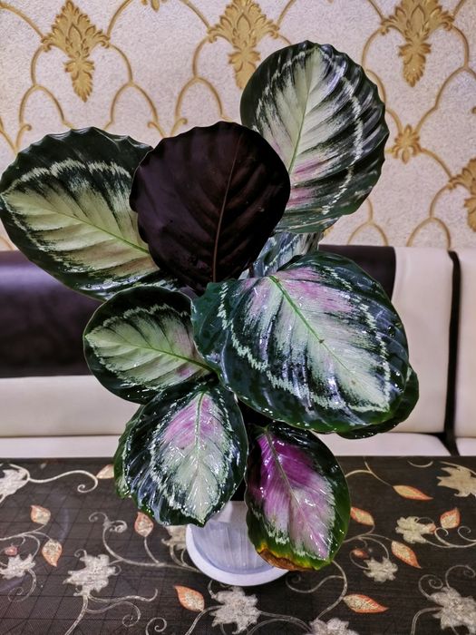 Комнатные растения, доставка