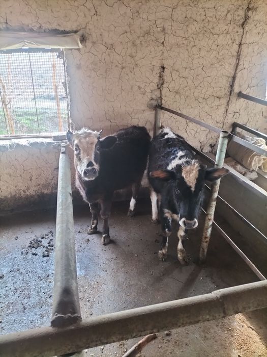 Gunojinlar sotiladi 1 yawar