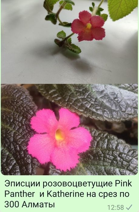 Эписции разные красивые