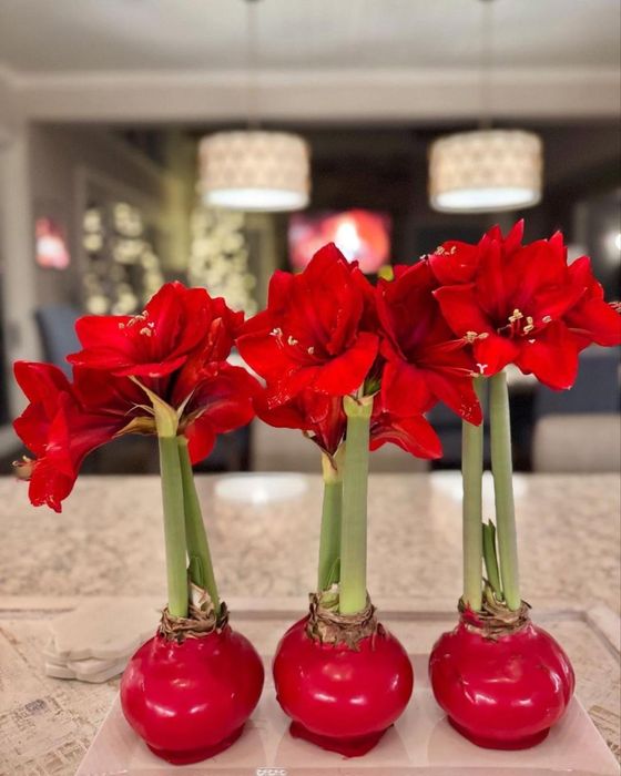 Амариллис-живой цветок без ухода