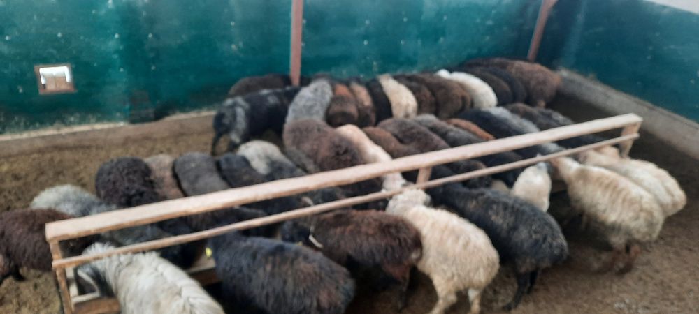 семиз кой токты тусак кошкар