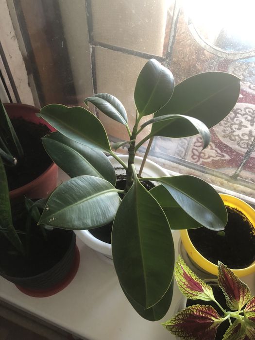 Комнатные цветы разные