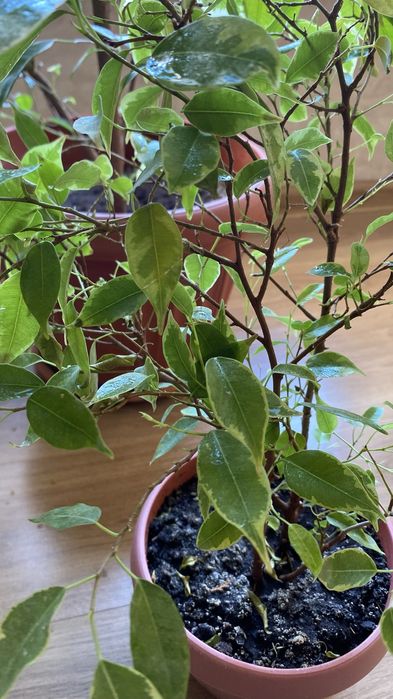 Фикус Бенджемина