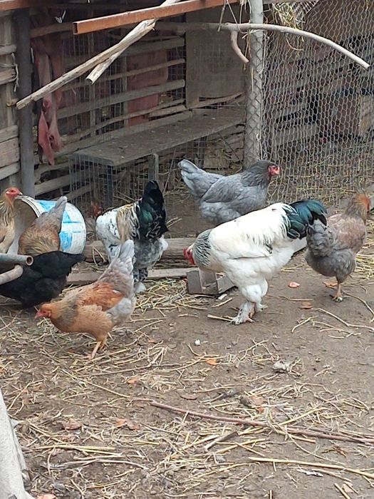 Жақсы Қораздар бар