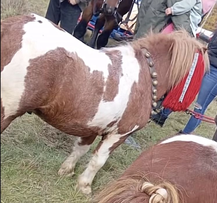 Ponei tărcat pt montă