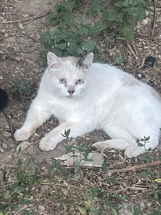 Отдам котика в добрые руки