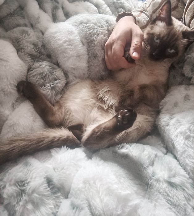 Siyam mushugi sotiladi