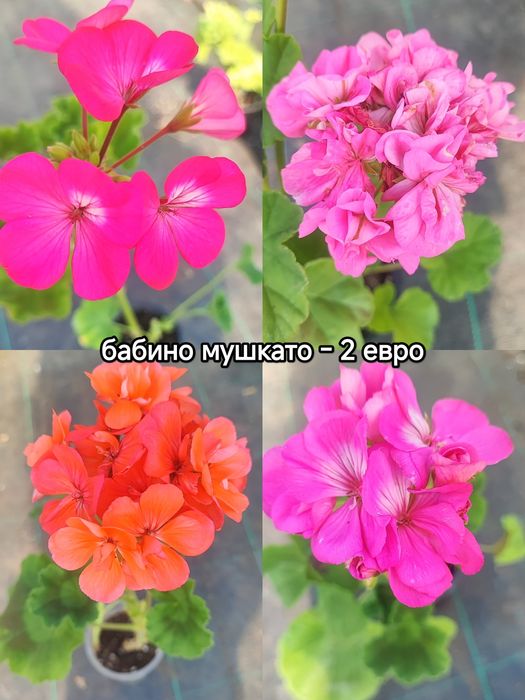 Мушката и сакъзи