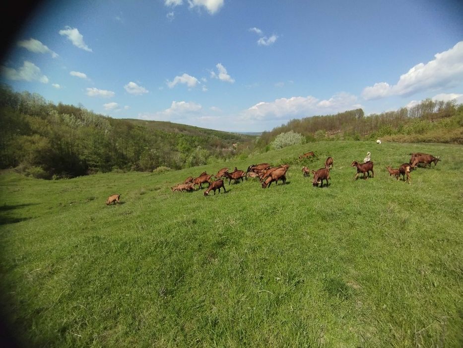 Ieduțe alpina franceză