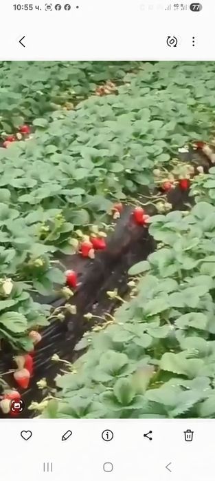 Расат ягоди и малини пр