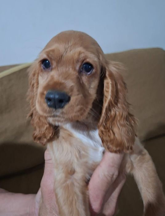 Продаются  щенки спаниеля