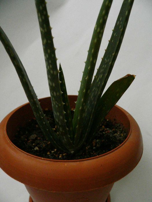 Алое Вера Барбаденсис в Саксия - Биологично Отглеждано