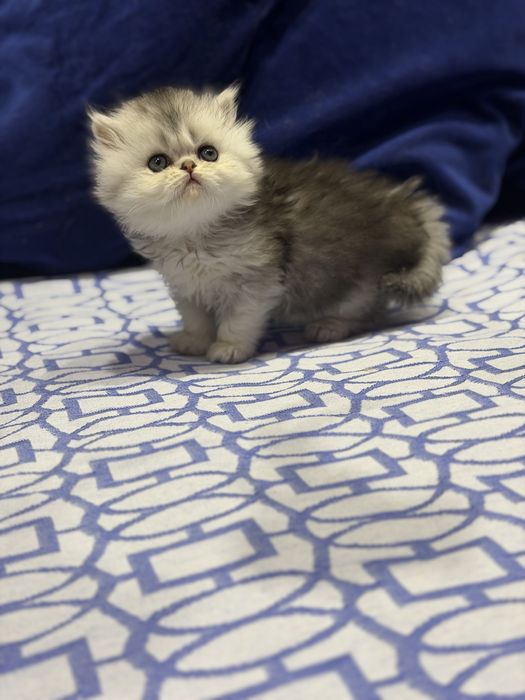 Британская шиншилла серебро и золото тиккированая!