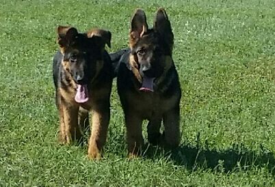 Щенки немецкой овчарки