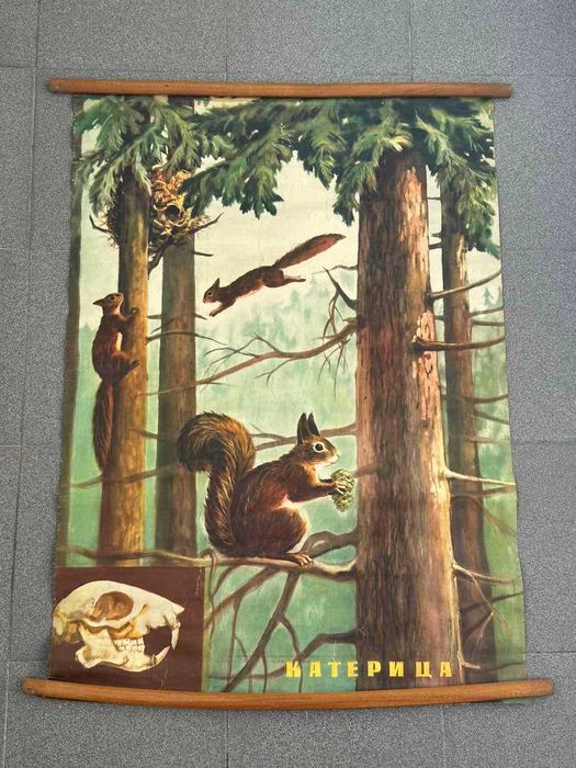 Соц Учебни Плакати Постери Биология