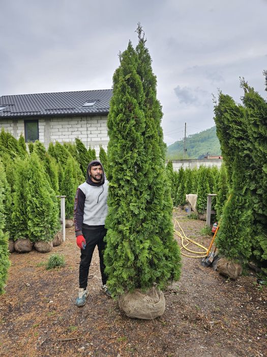 Tuia smaragd mai multe dimensiuni