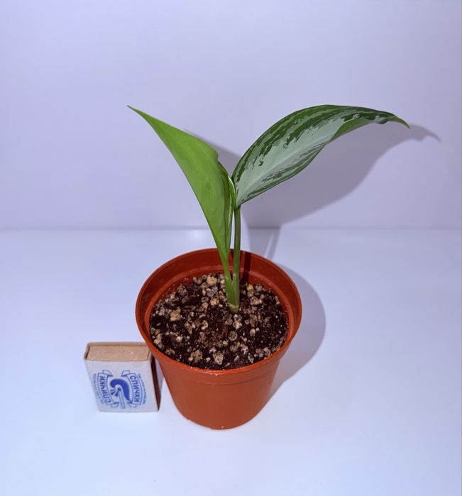 Аглаонема Сильвер Бей, комнатные растения , комнатные цветы