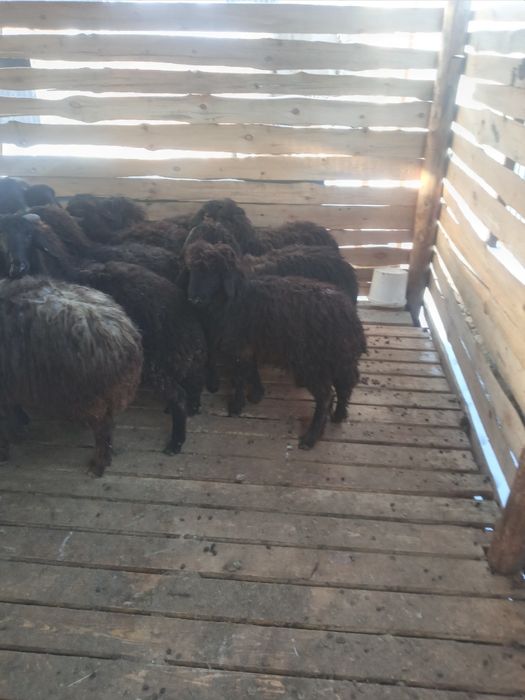 Тоқты сатылады 47000