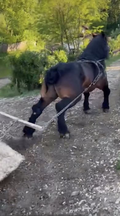 Vand armasar sau schimb cu iapa