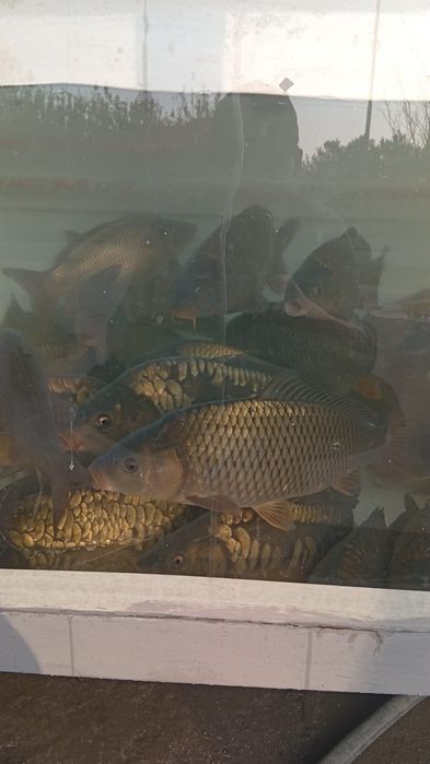 Продается живая рыба