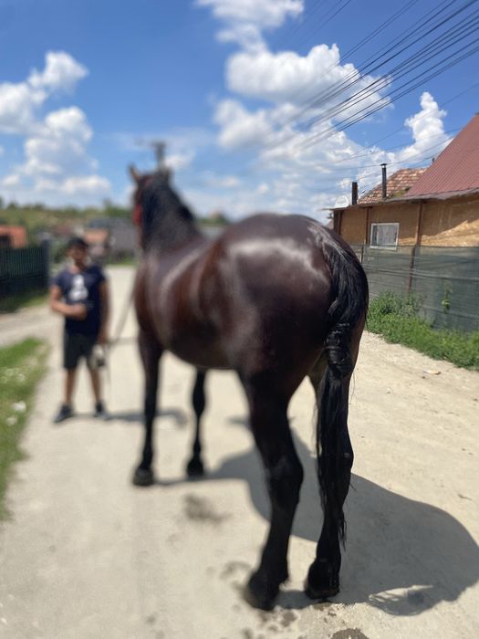 Vand mănză de doi ani