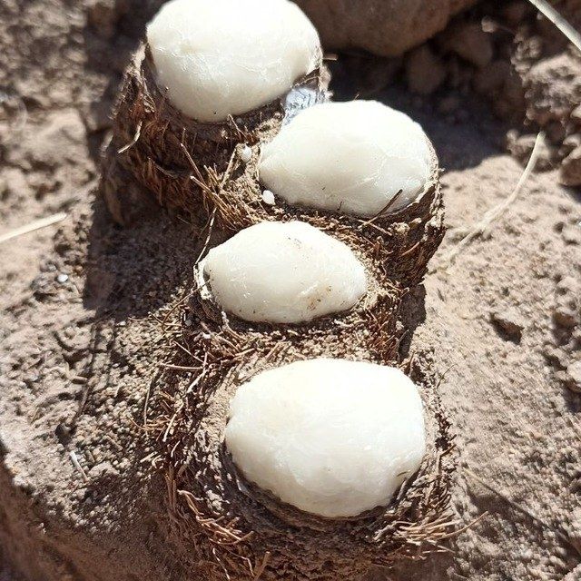 Каврак уруги улжон сотилади