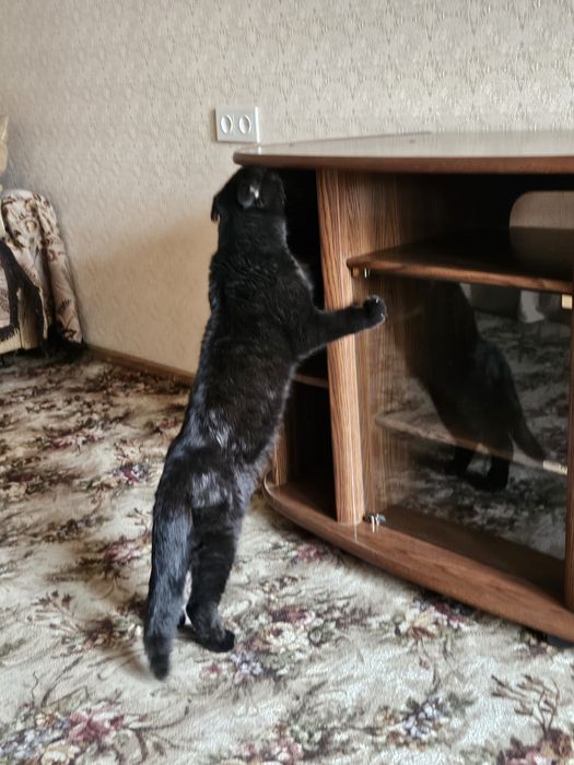 Срочно! Вислоухий британец потеряшка