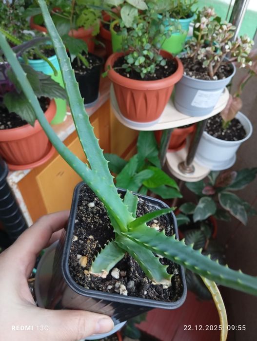 Продам растения комнатные